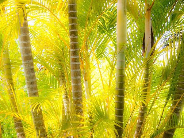 Hawaii-Maui-Up Country-Kula-Kula Botanical Gardens with small tropical palm trees